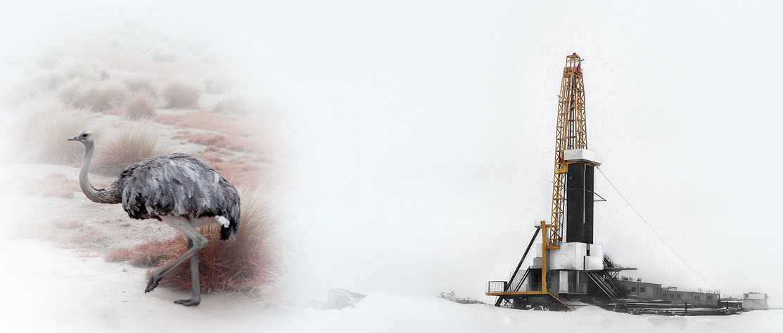 Choique suri patagónico