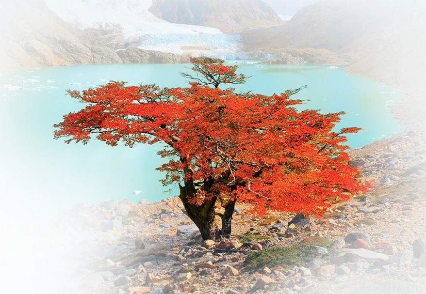 Lenga árbol nativo patagónico