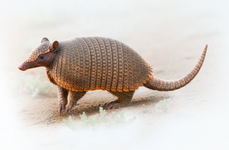Piche patagónico armadillo