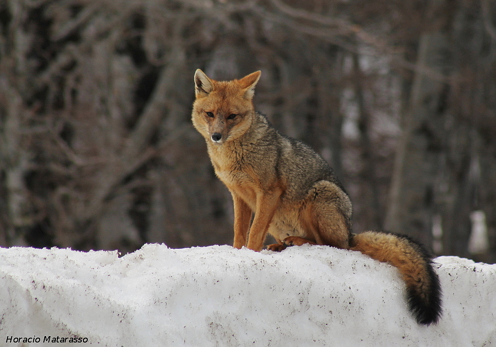 Zorro Colorado patagónico en la nieve